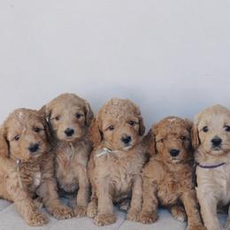 Double Doodle and Goldendoodle Puppies from GoldendoodlePaw