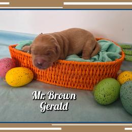 Gerald - Dark golden male Golden Retriever puppy in Driggs, Idaho from SK Golden Retrievers