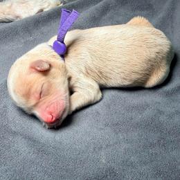 Purple - Champagne female Maltipoo puppy in Clarksville, Tennessee from Bee Mine Maltipoos and Pomeranians