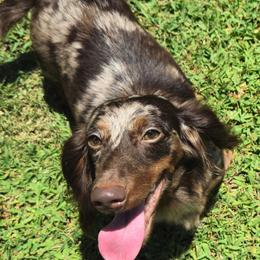 Lucy - Dachshund