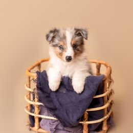 Australian Shepherd Puppies from Morton’s Farm