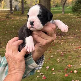 Flashy brindle girl 4 - Brindle female Boxer puppy in Plainwell, Michigan from Hope's Beautiful Boxers