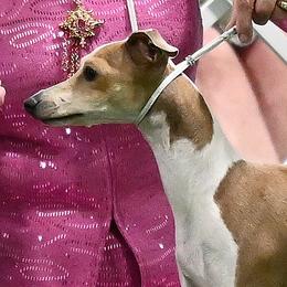 Dreamy - Italian Greyhound