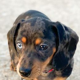 Dachshunds and Great Danes from Bellator Danes & Mini Dachshunds