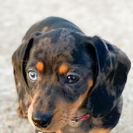 Dachshunds and Great Danes from Bellator Danes & Mini Dachshunds