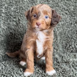 Kiana - Brown female Cavapoo puppy in Floyd, Virginia from Hearts and Paws Poodles and Doodles