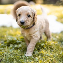 Goldendoodle Puppies from King Family Doodles