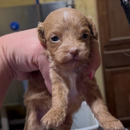 Dolly - Apricot female Aussiedoodle puppy in Hickory Grove, South Carolina from Oopsie Doodles