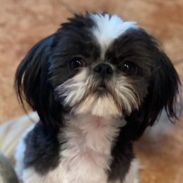 Prince - Shih Tzu