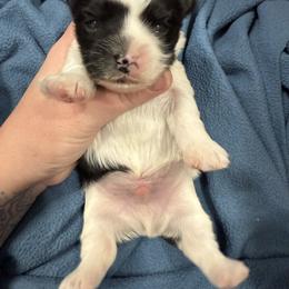 Sweet boy - Parti male Yorkshire Terrier puppy in Virginia from Yorkies of Boston