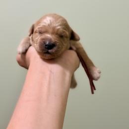 Light pink collar, girl - Apricot female Goldendoodle puppy in Dupont, Washington from Willow Tree Doodles