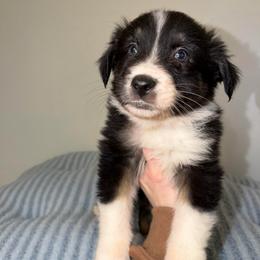 Jack - Black tri-color male Australian Shepherd puppy in Anniston, Alabama from All Hale Aussies