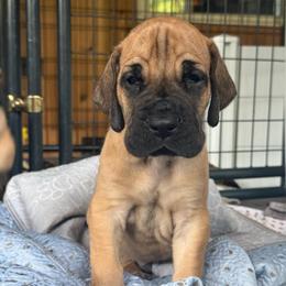 Mufasa - Fawn male Great Dane puppy in Michigan from Ohana Great Danes of Michigan