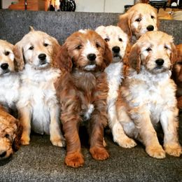 Goldendoodle Puppies from Brashears Livestock and Dogs
