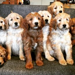Goldendoodle Puppies from Brashears Livestock and Dogs