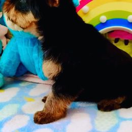 Yorkshire Terrier Puppies from Twilights Yorkies FL