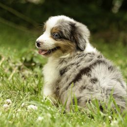 Miniature American Shepherd, Miniature Australian Shepherd, and Toy Australian Shepherd Puppies from Fine Hill Aussies