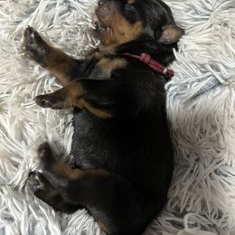 Rottweiler Puppies from Khaotic Rottweilers