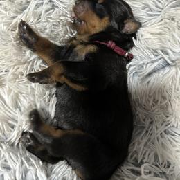 Rottweiler Puppies from Khaotic Rottweilers