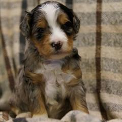 Hazel - female Golden Mountain Doodle puppy in Jim Falls, Wisconsin from Pup Paw-fection