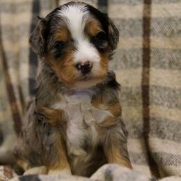Hazel - female Golden Mountain Doodle puppy in Jim Falls, Wisconsin from Pup Paw-fection