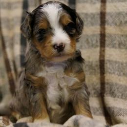 Hazel - female Golden Mountain Doodle puppy in Jim Falls, Wisconsin from Pup Paw-fection