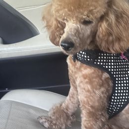 Chihuahuas and Poodles from Divine K9s LLC