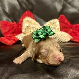 Santy- Chocolate Base Shaded Cream- price listed - Cream male Dachshund puppy in Biloxi, Mississippi from Southern Doxies Ms