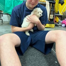 Coton de Tulear and Poodle Puppies from Legacy Pets