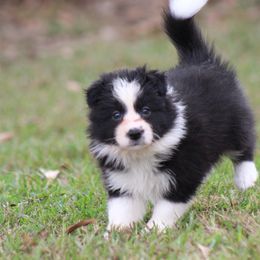 Kinsey - Black female Border Collie puppy in Tylertown, Mississippi from Cool Meadow Farms