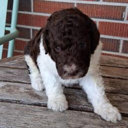 Hersheys - Brown and white male Bernedoodle puppy in Arabi, Georgia from Huckadoodle Farm