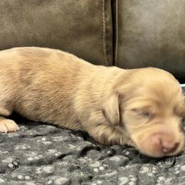 Cream dapple - Cream male Dachshund puppy in Crestview, Florida from Neverending Dachies