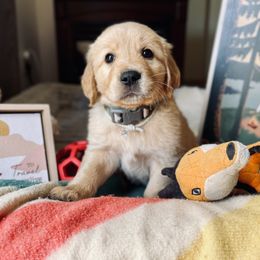 Golden Retriever Puppies from TaylerMade Goldens