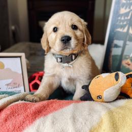 Golden Retriever Puppies from TaylerMade Goldens