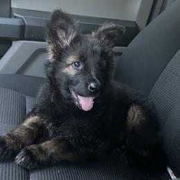 German Shepherd Puppies from Eisenkraft K9’s