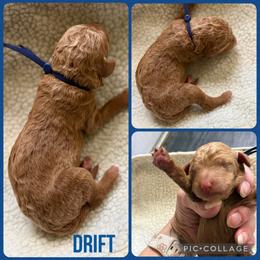 Drift - Red  male Poodle puppy in Mount Vernon, Illinois from AMC Poodles