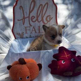 Yellow - Sable female Pembroke Welsh Corgi puppy in Dobson, North Carolina from Clover S Farm