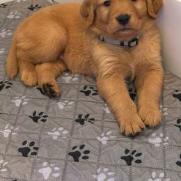Flat White - Dark golden male Golden Retriever puppy in Huntington Beach, California from Beach Cities Golden Retrievers