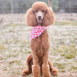 Roxie  - Poodle