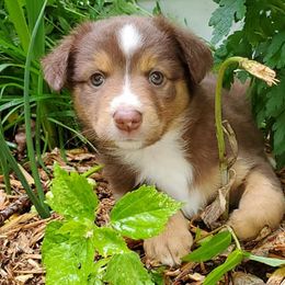 Australian Shepherds and Rat Terriers from Nubbytail Farm