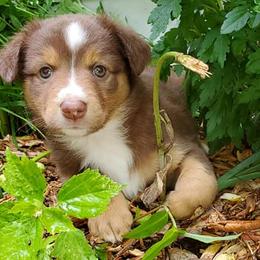 Australian Shepherds and Rat Terriers from Nubbytail Farm