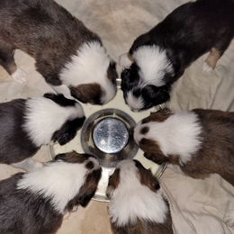 English Shepherd Puppies from ThreeDarkBays English Shepherds