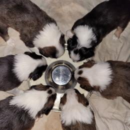 English Shepherd Puppies from ThreeDarkBays English Shepherds