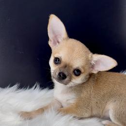 Ranger - Fawn brindled black male Chihuahua puppy in Simpsonville, South Carolina from N&T's Chihuahuas