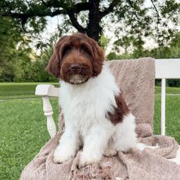Rolo - Parti male Goldendoodle puppy in Ooltewah, Tennessee from Allison Family Doodles