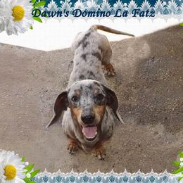 Domino - Dachshund