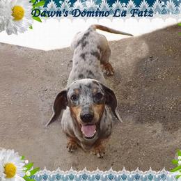 Domino - Dachshund