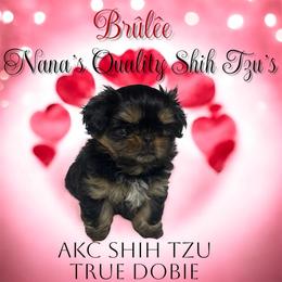 Brûlée - Black and tan female Shih Tzu puppy in Sacramento, California from NANA’S  QUALITY SHIH TZU'S