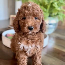 Violet - Red  female Goldendoodle puppy in St George, Utah from Doodle Bears of Southern Utah