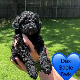 Dax - Sable male Poodle puppy in Bedford, Texas from S.H.A.R.P.’s Toy Poodles